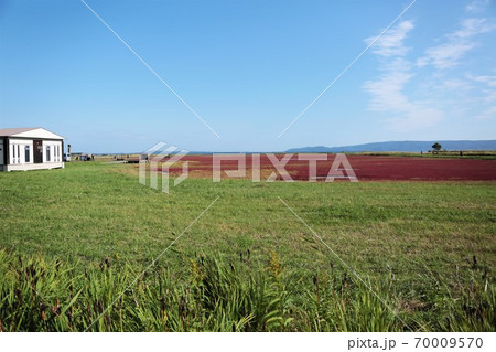 能取湖サンゴ草群落（北海道網走市卯原内） 70009570