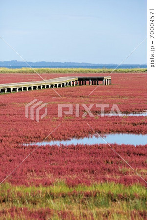 能取湖サンゴ草群落（北海道網走市卯原内） 70009571