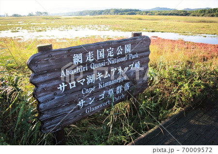 キムアネップ岬サンゴ草群落(北海道常呂町) キムアネップ岬サンゴ草群落(北海道常呂町) 70009572
