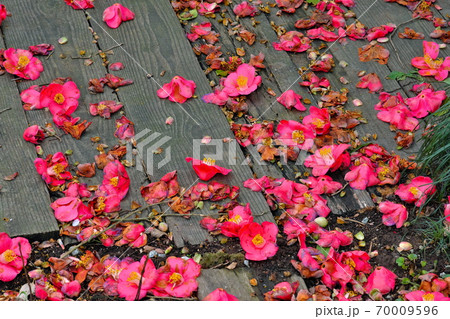 ツバキ落花 ツバキ落花 70009596