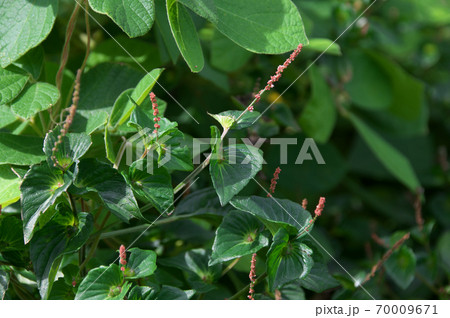 エノキグサ 70009671