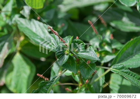 エノキグサ 70009672