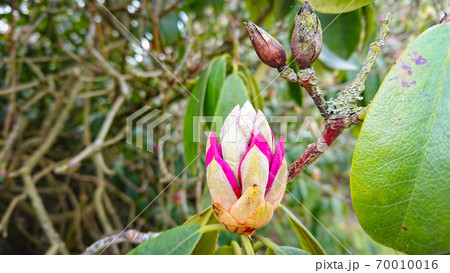 Flower And Buds Of The Magnolia Grandiflora, The Southern Magnolia Or Bull Bay, Tree Of The Family Magnoliaceae. Flower And Buds Of The Magnolia Grandiflora, The Southern Magnolia Or Bull Bay, Tree Of The Family Magnoliaceae. 70010016