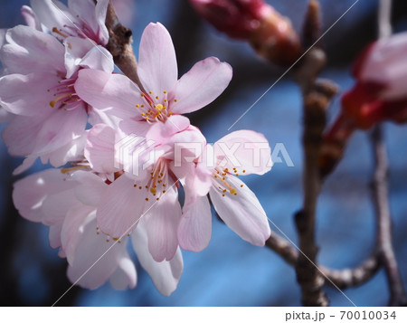 桜 桜 70010034