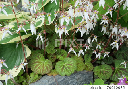 ユキノシタの花 70010086