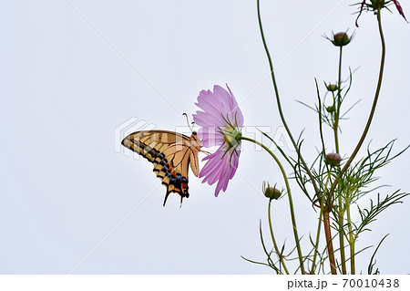 キアゲハ 70010438