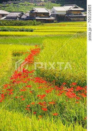 田んぼの畔に咲く彼岸花 奈良県五條市の写真素材