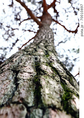 樹木 木 自然 70010897