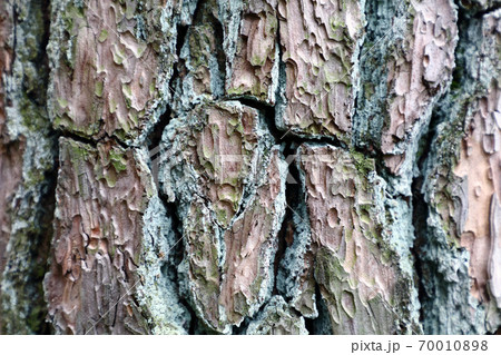 古い 樹皮 自然 70010898