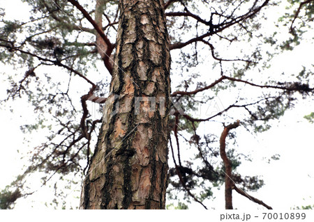 樹木 木 自然 70010899