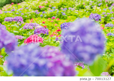 梅雨の花紫陽花 梅雨の花紫陽花 70013127