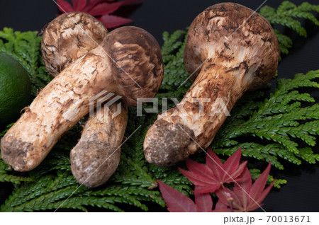 秋の美味しい味覚 松茸・栗・紅葉・カボス 秋の美味しい味覚 松茸・栗・紅葉・カボス 70013671
