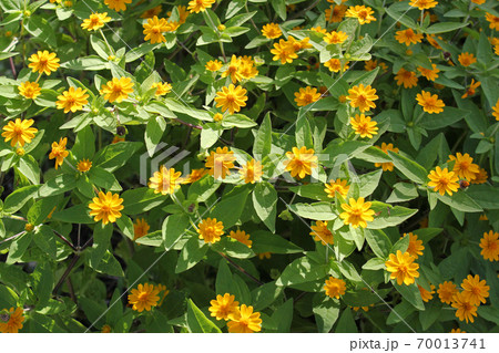 鮮やかなイエローのメランポジウムの花 70013741
