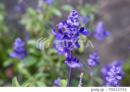 道端に咲いた紫色の小さな花の写真素材