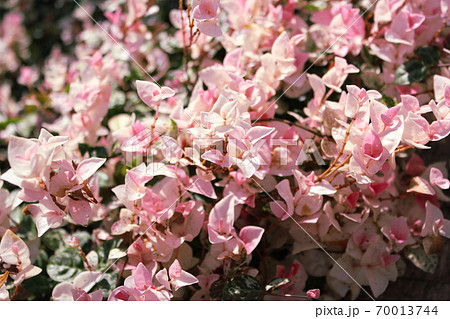 ピンク色の葉っぱが可愛い初雪カズラの写真素材