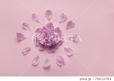 Fluffy pink peonies flowers on pink background. Dial of flowers Fluffy pink peonies flowers on pink background. Dial of flowers 70013763