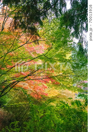 カラフルな紅葉の秋の風景 ビクトリア ブリティッシュコロンビア カナダ カラフルな紅葉の秋の風景 ビクトリア ブリティッシュコロンビア カナダ 70013916