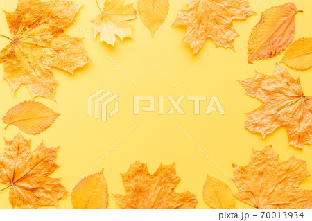 Colorful leaves frame on yellow background with copy space. Halloween or thanksgiving concept. Colorful leaves frame on yellow background with copy space. Halloween or thanksgiving concept. 70013934
