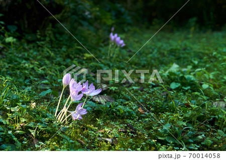 purple flowers of autumn crocus in a forest glade purple flowers of autumn crocus in a forest glade 70014058