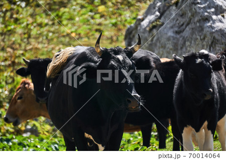 herd of cows outdoors close up 70014064