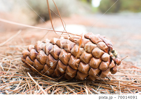 Autumn pineapple Autumn pineapple 70014091