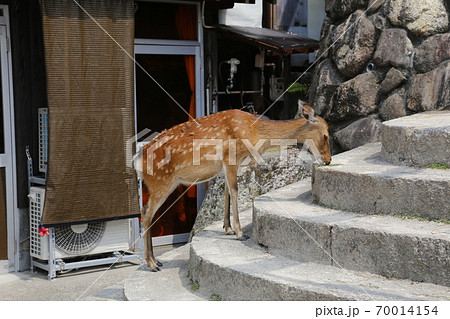 宮島 厳島神社 安芸 広島 宮島 厳島神社 安芸 広島 70014154