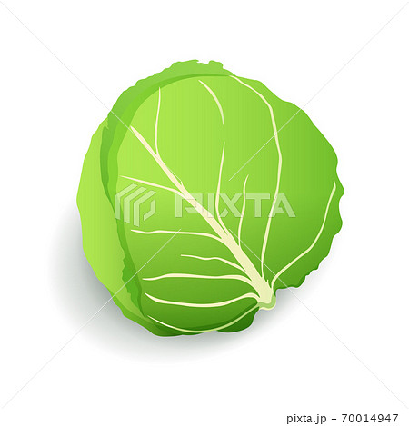 Green cabbage icon isolated, fresh farm organic healthy food, vegetable, vector illustration. Green cabbage icon isolated, fresh farm organic healthy food, vegetable, vector illustration. 70014947