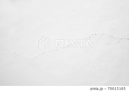 Footprints of a small bird in the white snow in winter 70015165