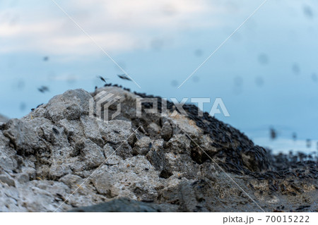 Swarm of flying mosquitoes and insects around the lake Swarm of flying mosquitoes and insects around the lake 70015222