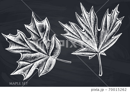 Vector Set Of Hand Drawn Chalk Mapleのイラスト素材
