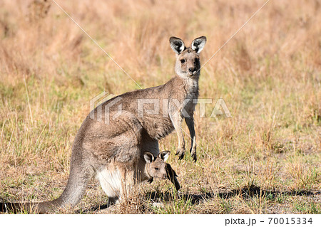 野生のオオカンガルー（メルボルン近郊） 70015334