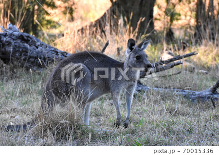 野生のオオカンガルー（メルボルン近郊） 70015336