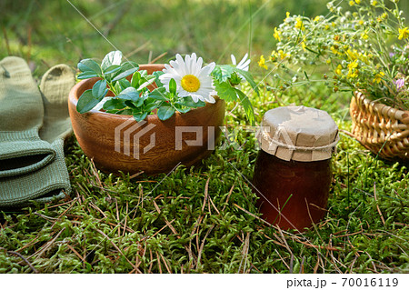 Mortar of medicinal herbs, jar of salve or balm, basket of healing plants on a green forest moss Mortar of medicinal herbs, jar of salve or balm, basket of healing plants on a green forest moss 70016119