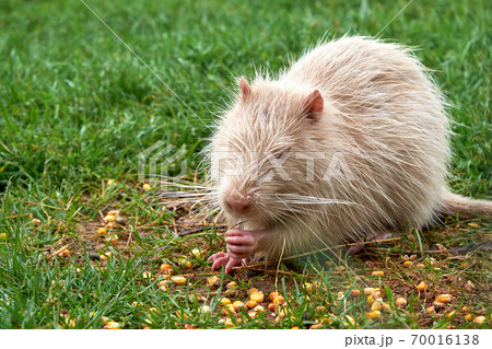 Cute white coypu eats corn grains on green grass 70016138