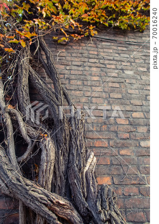 Green natural ivy leaves and vine and ancient old yellow, orange, red brick wall. 70016240