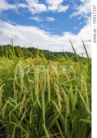色づき始めた稲と田園　鹿児島県　出水市 70017197