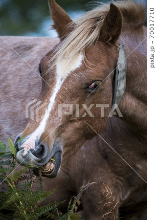New Forest pony feeding on plants on heathland 70017710