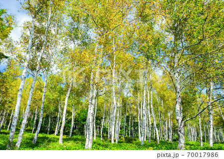 初秋の白樺林 70017986