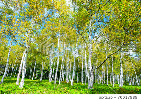 黄葉の白樺純林 黄葉の白樺純林 70017989