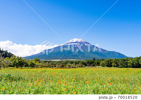 【山梨県】花の都公園 ソバ畑と富士山・初冠雪 【山梨県】花の都公園 ソバ畑と富士山・初冠雪 70018520