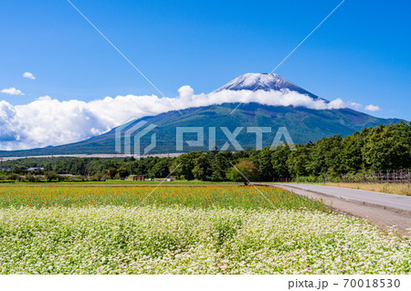 【山梨県】花の都公園　ソバ畑と富士山・初冠雪 70018530