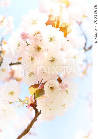 兼六園菊桜 ケンロクエンキクザクラ 八重桜 クローズアップ 兼六園菊桜 ケンロクエンキクザクラ 八重桜 クローズアップ 70018686