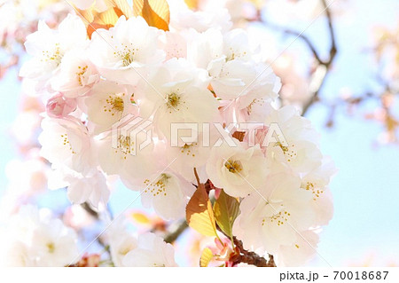 兼六園菊桜 ケンロクエンキクザクラ 八重桜 クローズアップ 兼六園菊桜 ケンロクエンキクザクラ 八重桜 クローズアップ 70018687