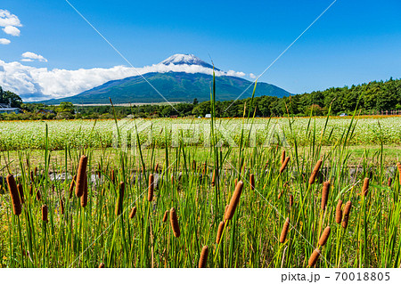 【山梨県】花の都公園 ガマの穂と富士山 【山梨県】花の都公園 ガマの穂と富士山 70018805