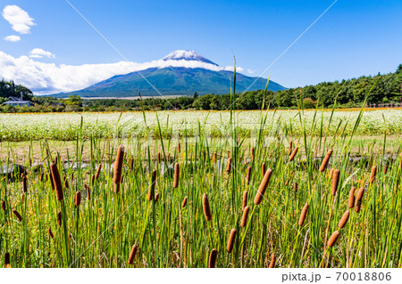 【山梨県】花の都公園　ガマの穂と富士山 70018806
