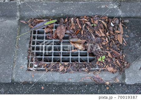 排水口に詰まる落ち葉 排水口に詰まる落ち葉 70019387