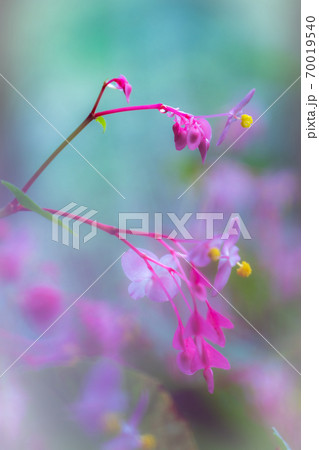 シュウカイドウ 秋海棠 秋の花 山野草の写真素材