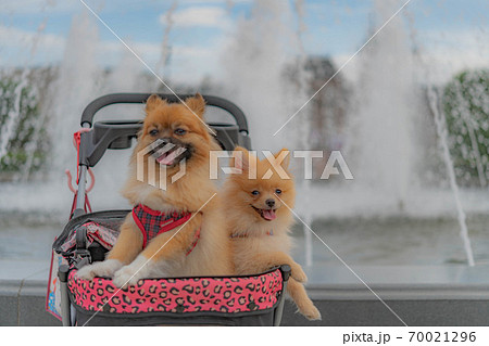 ポメラニアンとフルーツフラワーパーク 70021296