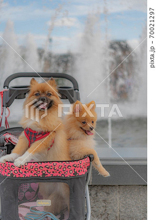 ポメラニアンとフルーツフラワーパーク 70021297