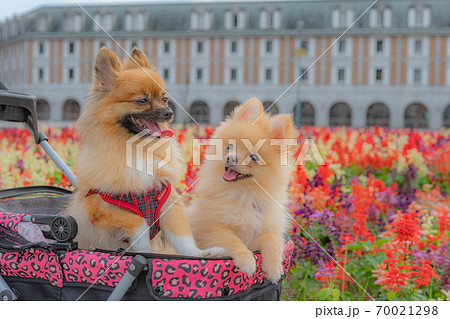 お花畑のポメラニアン 70021298